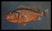 rock fish mount